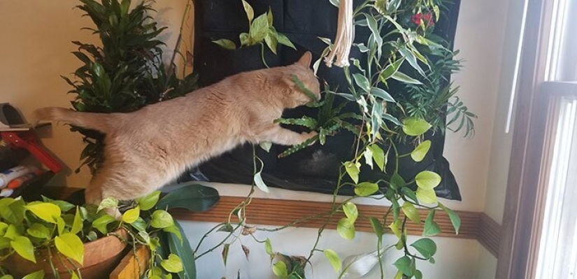 El gato-comadreja Oliver, que subió a todas partes, donde se puede y no se puede