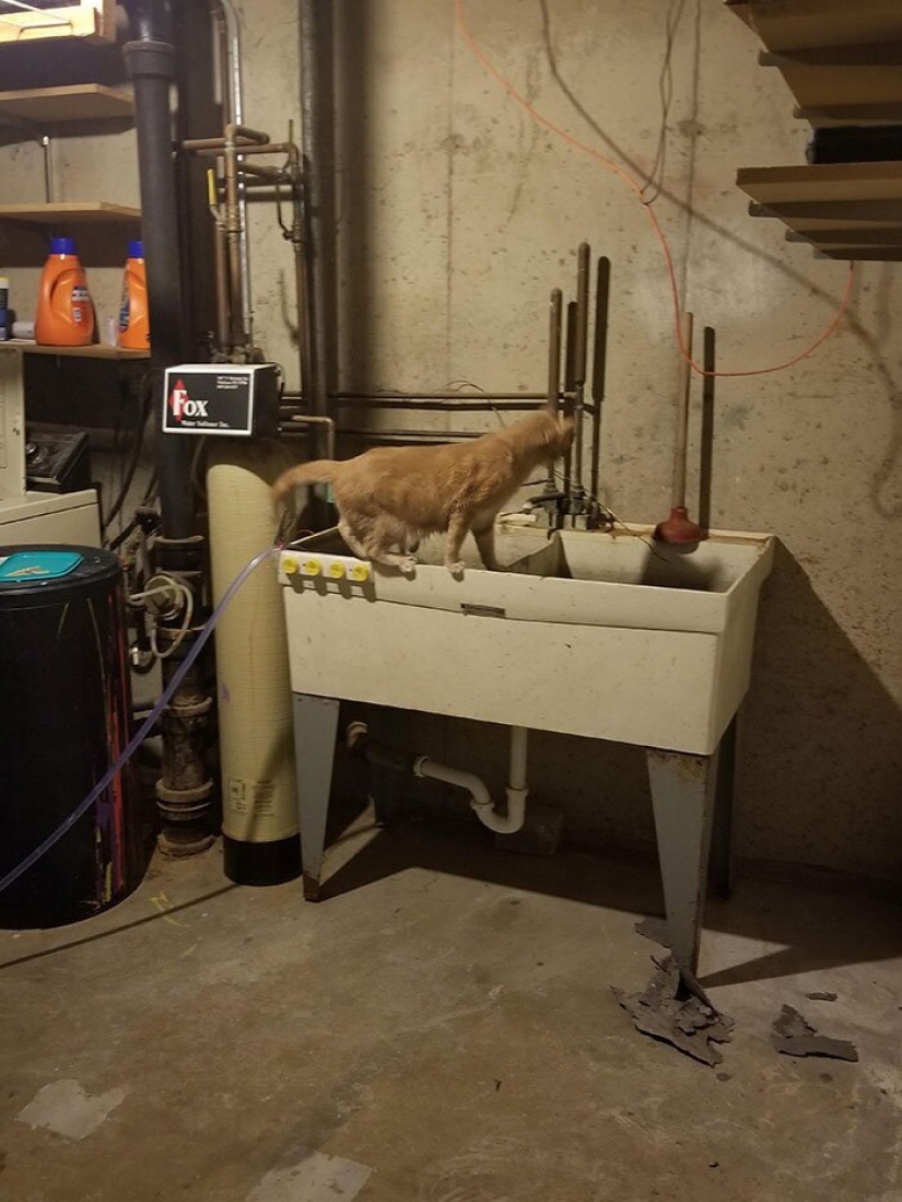 El gato-comadreja Oliver, que subió a todas partes, donde se puede y no se puede