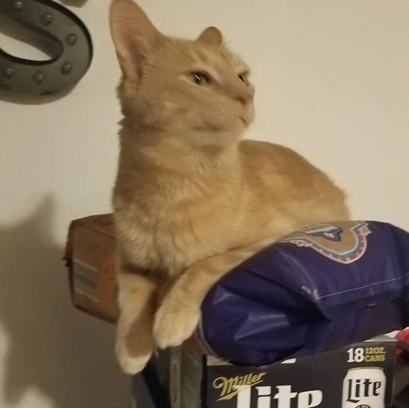 El gato-comadreja Oliver, que subió a todas partes, donde se puede y no se puede