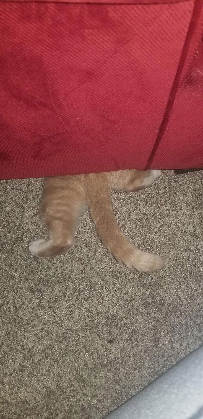 El gato-comadreja Oliver, que subió a todas partes, donde se puede y no se puede