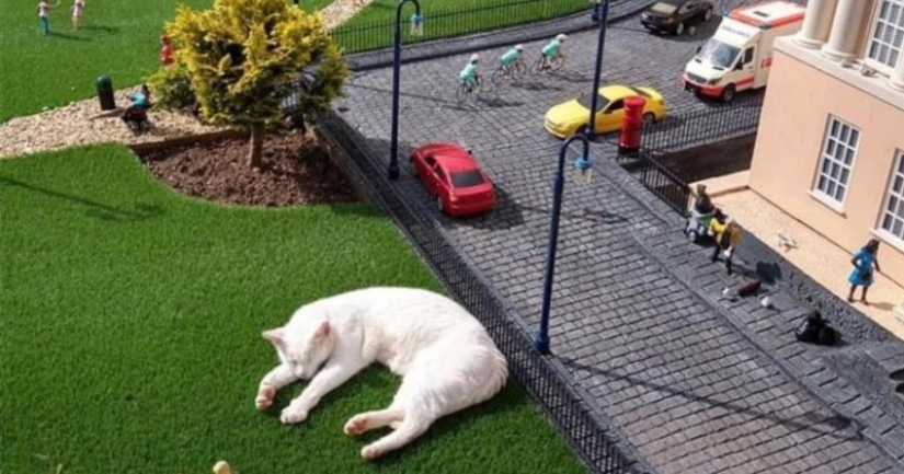 El gato se quedó dormido en la exposición de miniaturas y se despertó con un meme de la red