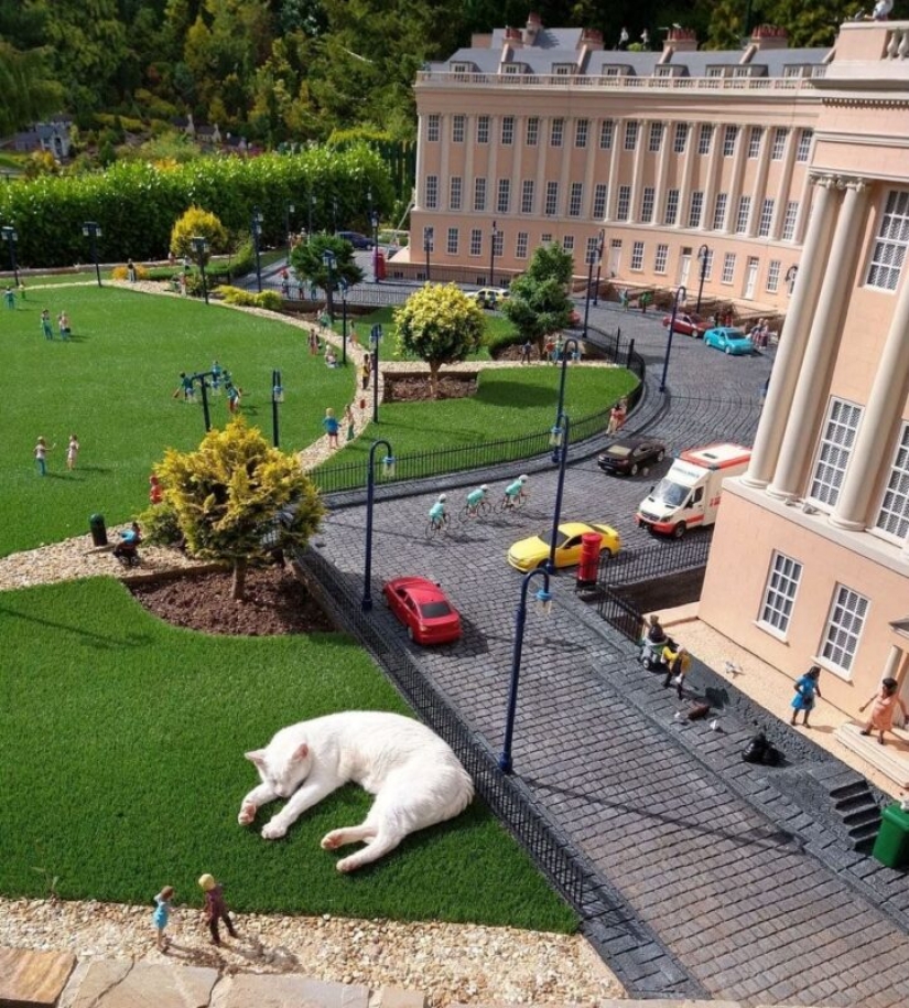 El gato se quedó dormido en la exposición de miniaturas y se despertó con un meme de la red