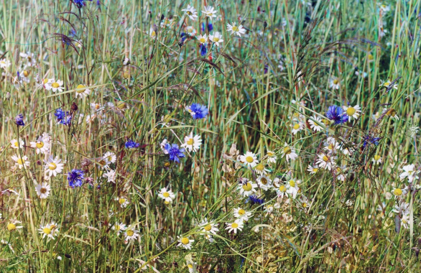 El Imperio ruso en fotografías a color de Sergei Prokudin-Gorsky