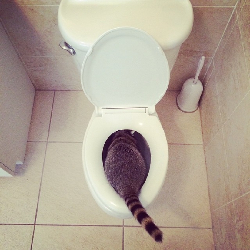 El Mapache Rescatado Cree que es un Perro