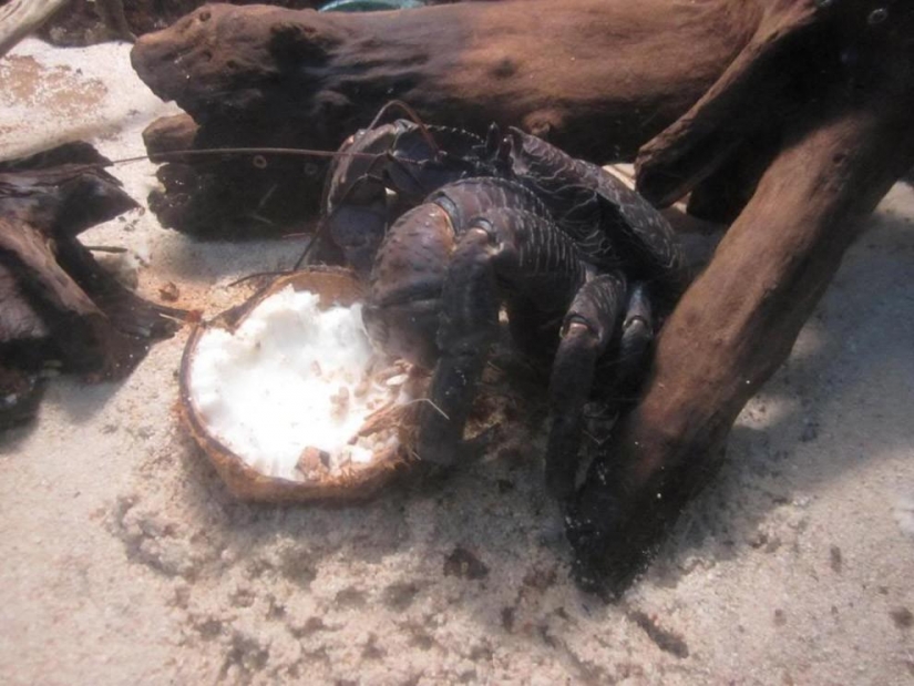 El mayor representante de los artrópodos, el cangrejo de coco!