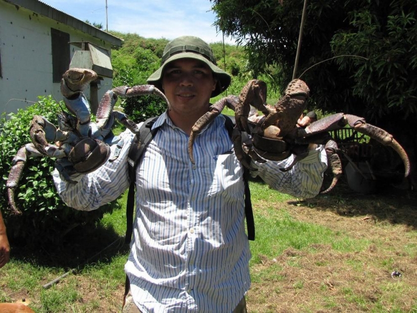 El mayor representante de los artrópodos, el cangrejo de coco!