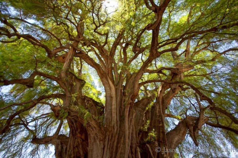 El más extraño de los árboles en el mundo El más extraño de los árboles en el mundo