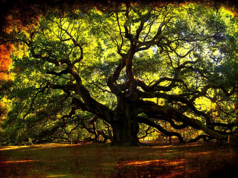 El más extraño de los árboles en el mundo El más extraño de los árboles en el mundo