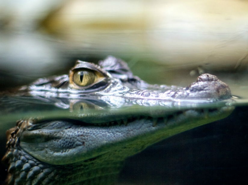 El índice de lápiz labial rojo, o incluso para entender la economía