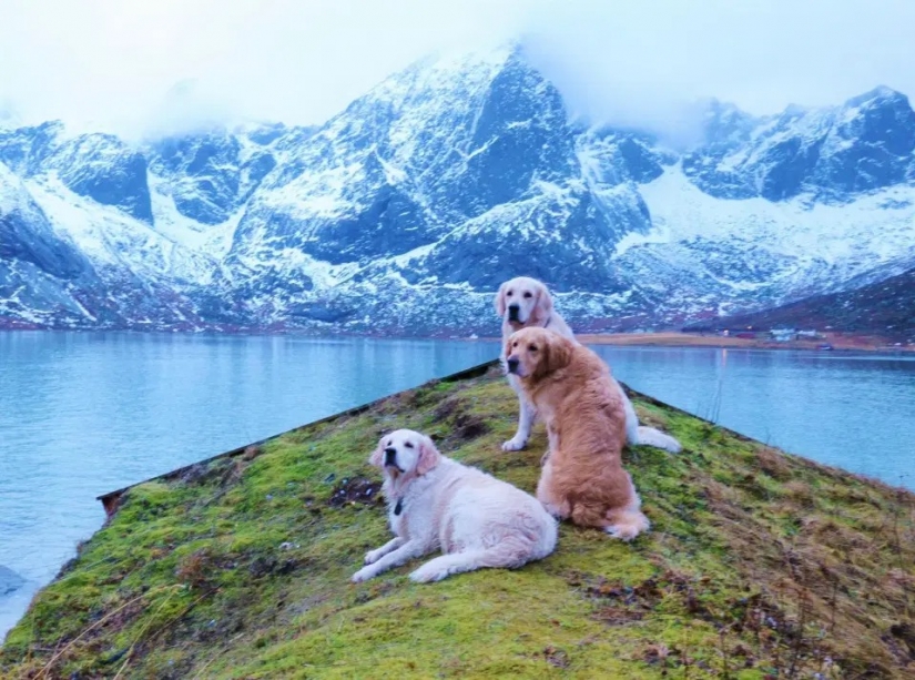 El peludo estrellas de Instagram: Mascotas, que los propietarios de ganar en las redes sociales un montón de dinero