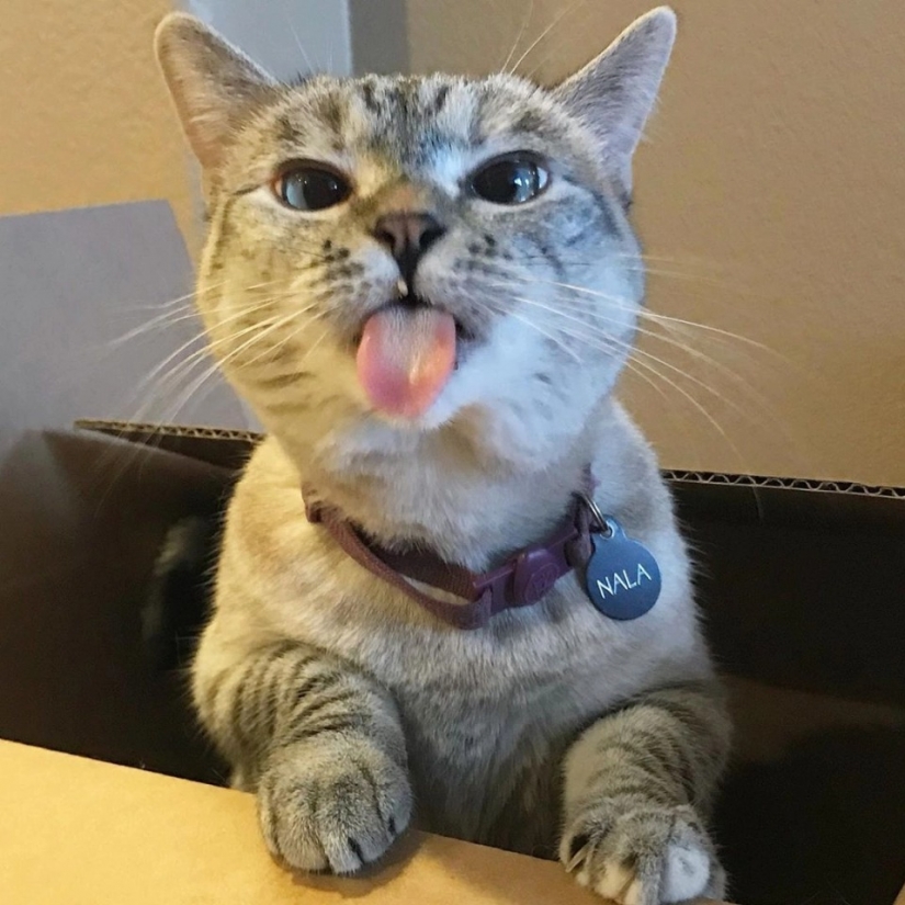 El peludo estrellas de Instagram: Mascotas, que los propietarios de ganar en las redes sociales un montón de dinero