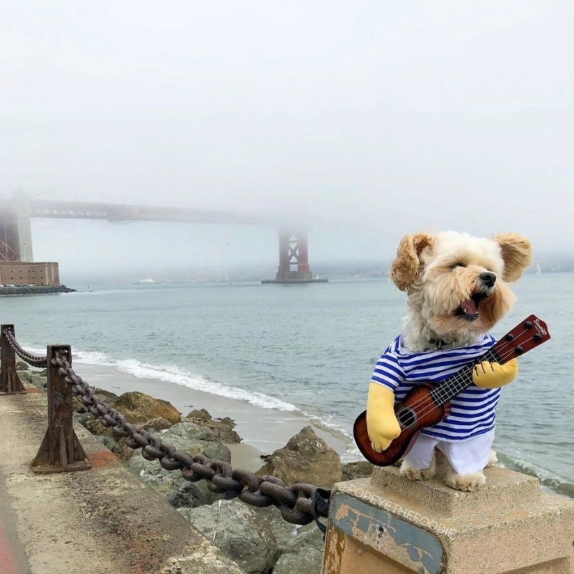 El peludo estrellas de Instagram: Mascotas, que los propietarios de ganar en las redes sociales un montón de dinero