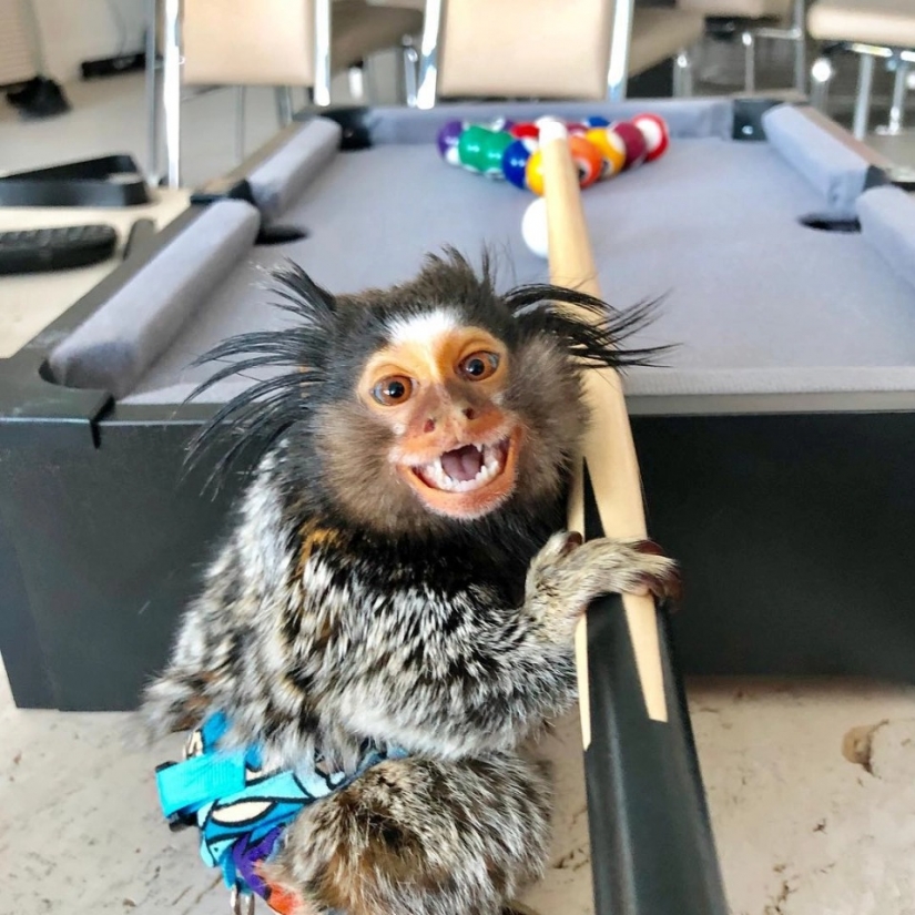 El peludo estrellas de Instagram: Mascotas, que los propietarios de ganar en las redes sociales un montón de dinero