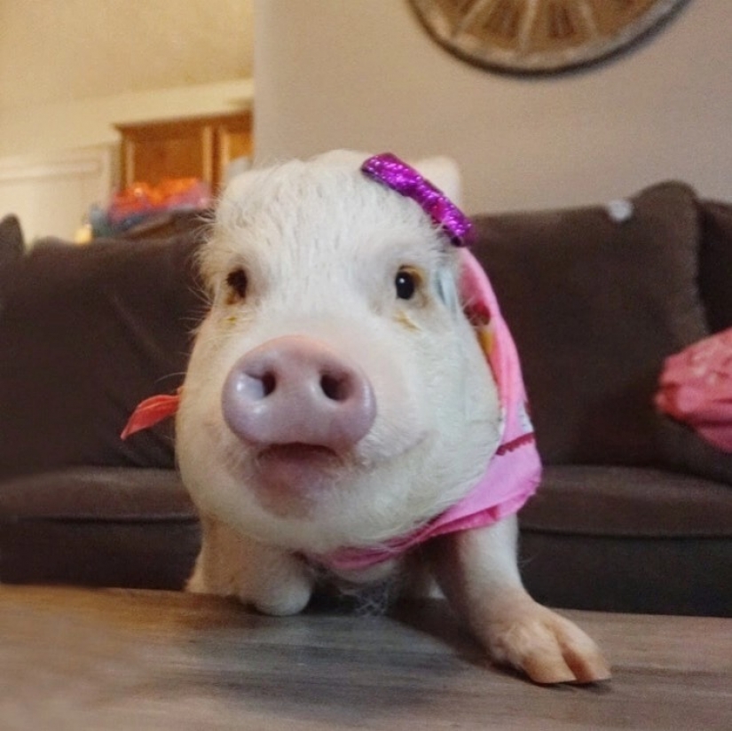 El peludo estrellas de Instagram: Mascotas, que los propietarios de ganar en las redes sociales un montón de dinero