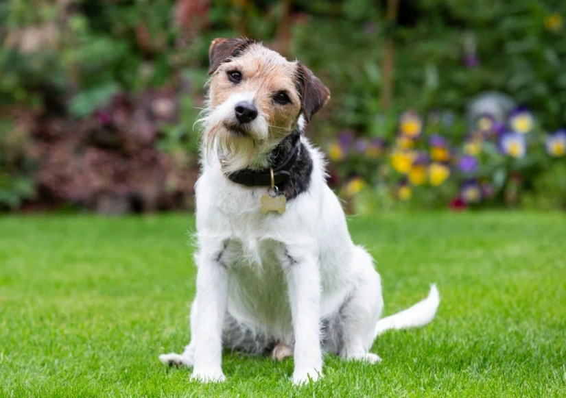 El peludo estrellas de Instagram: Mascotas, que los propietarios de ganar en las redes sociales un montón de dinero