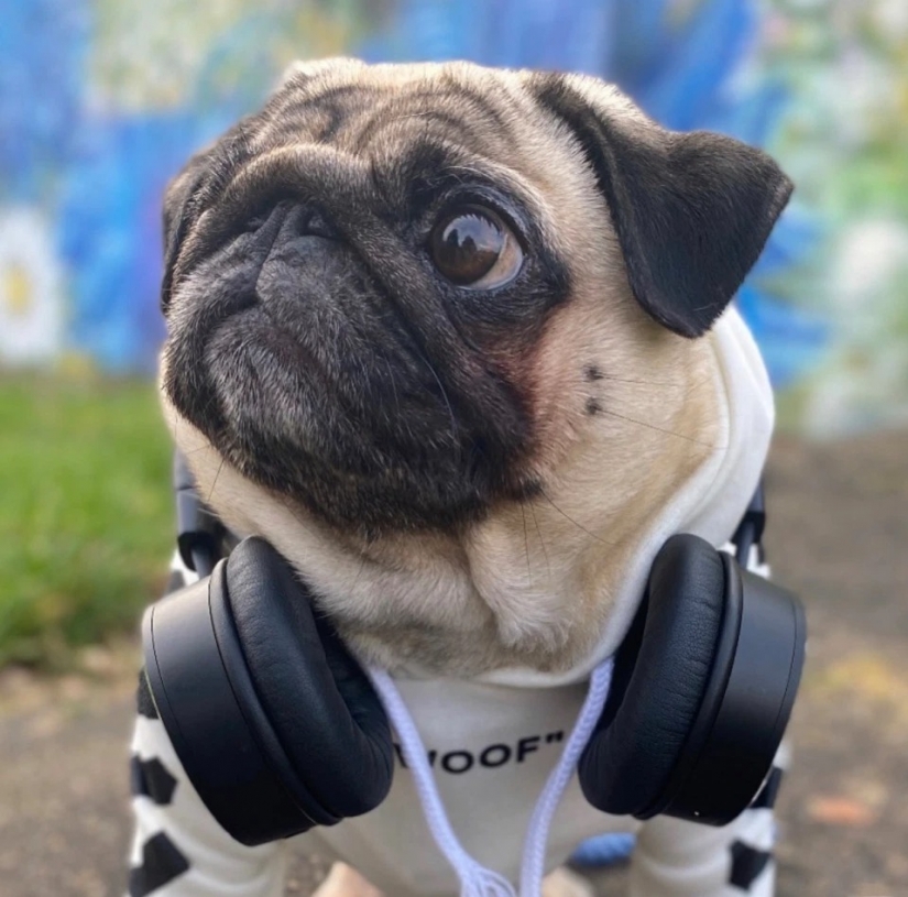 El peludo estrellas de Instagram: Mascotas, que los propietarios de ganar en las redes sociales un montón de dinero