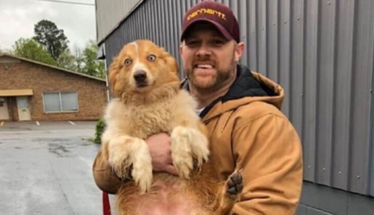 El perro que salvó a la familia durante el tornado, regresó a casa después de dos meses