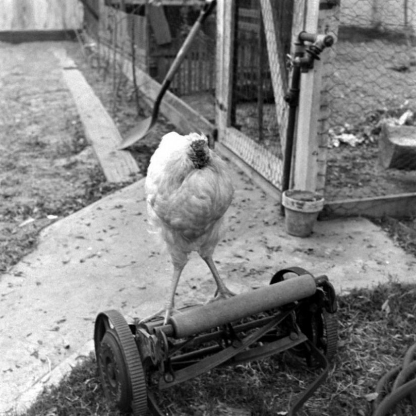 El pollo sin cabeza Mike El pollo sin cabeza Mike