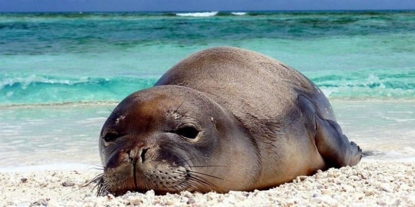 El secreto de las blancas playas de Bodrum, o Lo que es peligroso para los turistas "turco Maldivas"