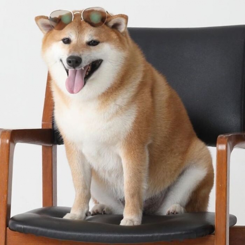 Emocional Shiba inu se convirtió en una estrella de memes sobre la diferencia de las generaciones