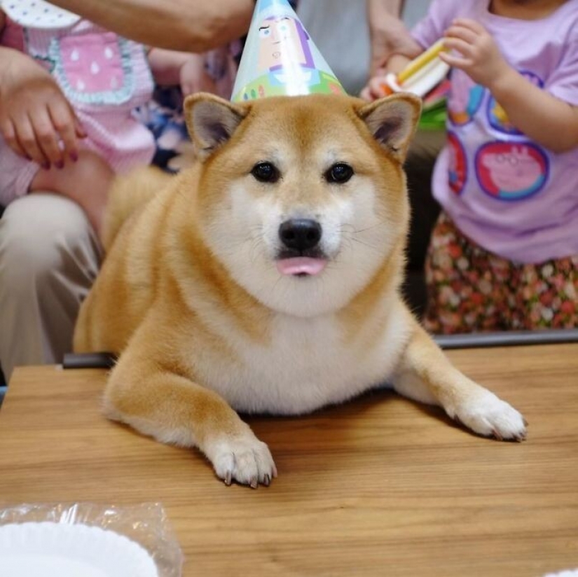 Emocional Shiba inu se convirtió en una estrella de memes sobre la diferencia de las generaciones