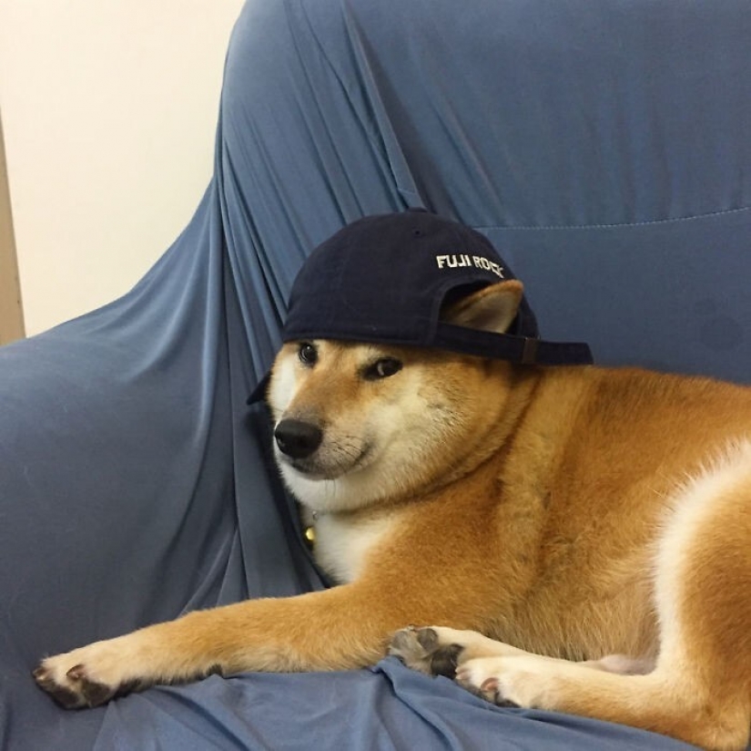 Emocional Shiba inu se convirtió en una estrella de memes sobre la diferencia de las generaciones