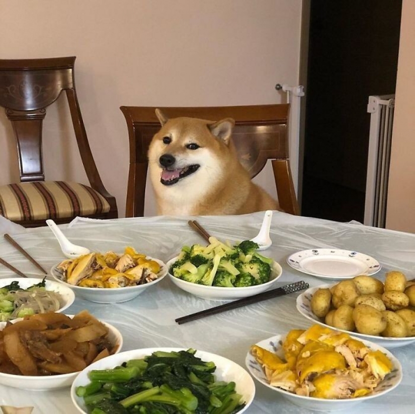 Emocional Shiba inu se convirtió en una estrella de memes sobre la diferencia de las generaciones