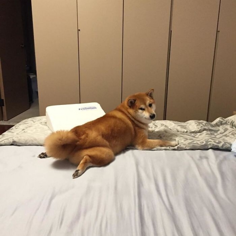 Emocional Shiba inu se convirtió en una estrella de memes sobre la diferencia de las generaciones