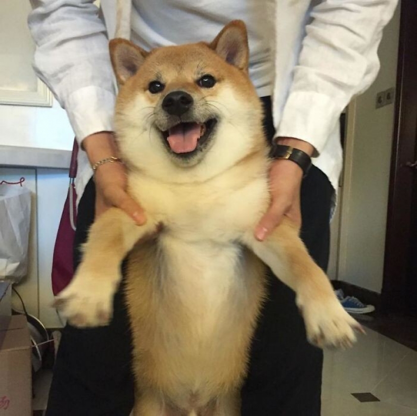 Emocional Shiba inu se convirtió en una estrella de memes sobre la diferencia de las generaciones