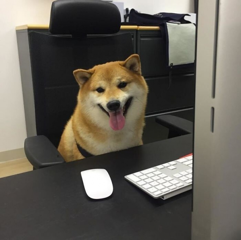 Emocional Shiba inu se convirtió en una estrella de memes sobre la diferencia de las generaciones
