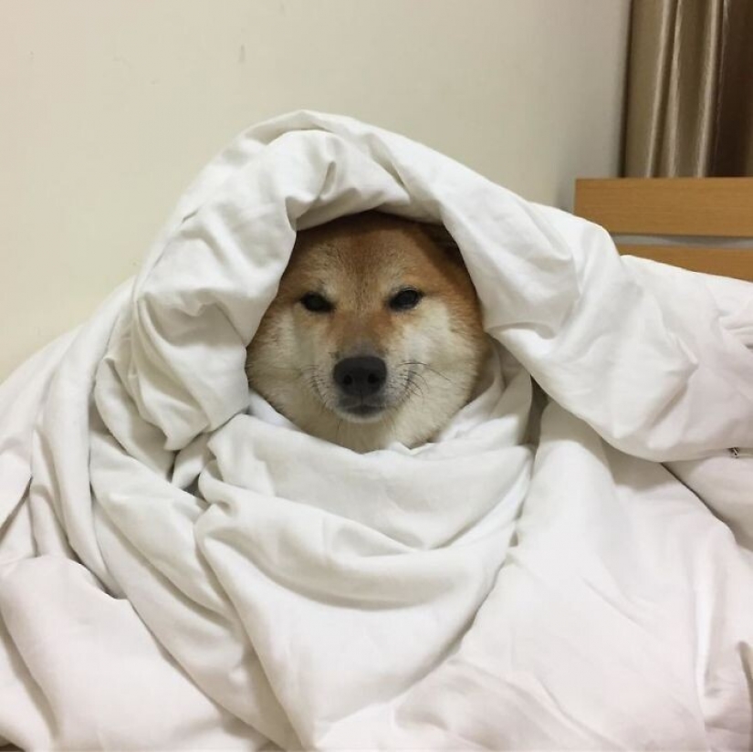 Emocional Shiba inu se convirtió en una estrella de memes sobre la diferencia de las generaciones