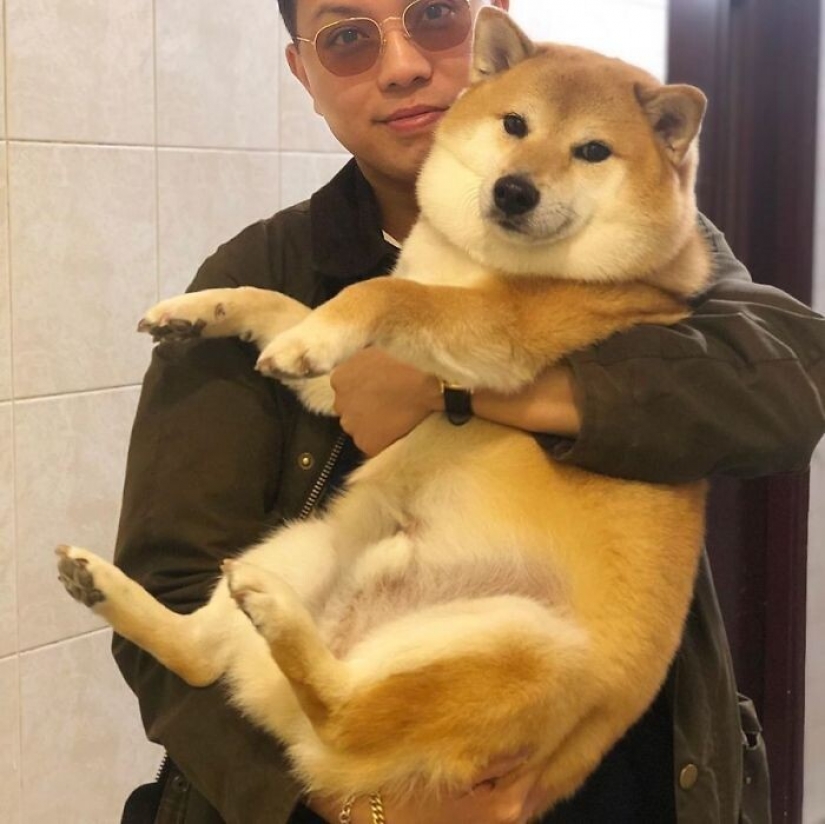 Emocional Shiba inu se convirtió en una estrella de memes sobre la diferencia de las generaciones