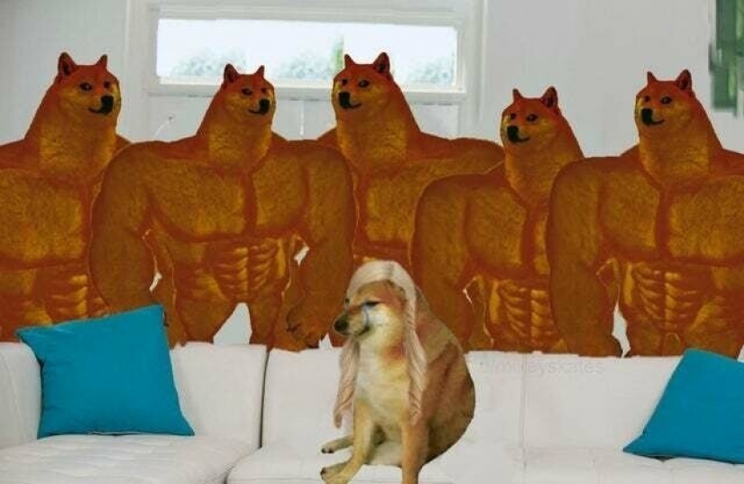 Emocional Shiba inu se convirtió en una estrella de memes sobre la diferencia de las generaciones