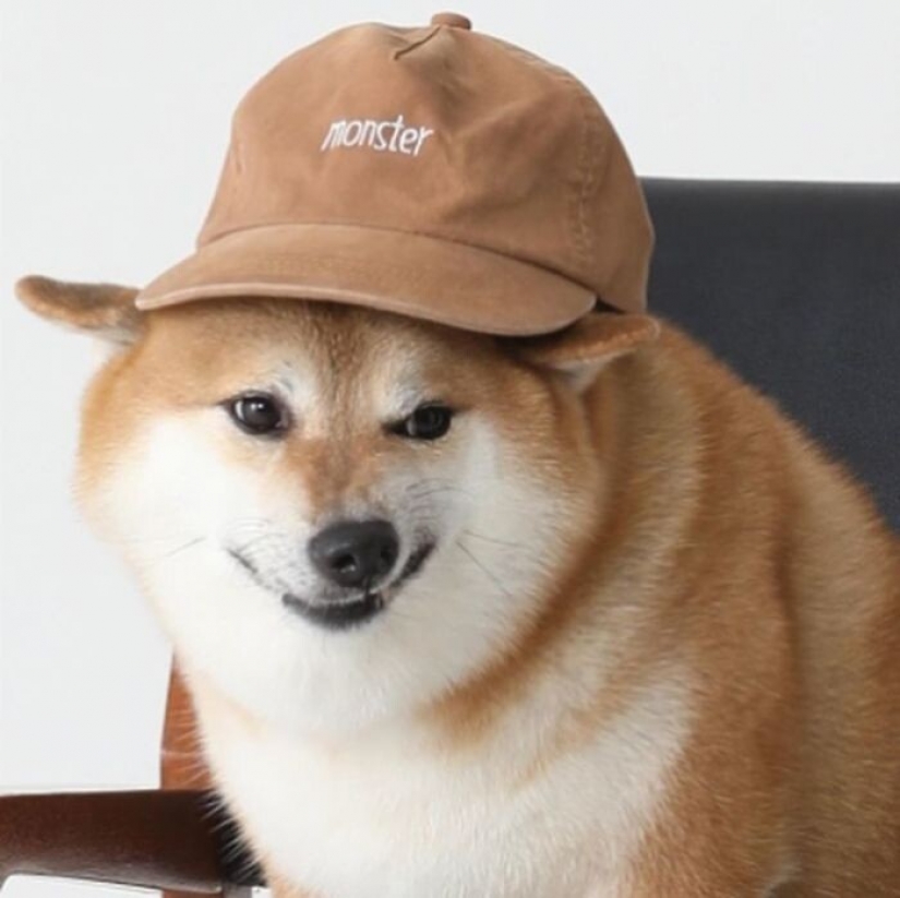Emocional Shiba inu se convirtió en una estrella de memes sobre la diferencia de las generaciones