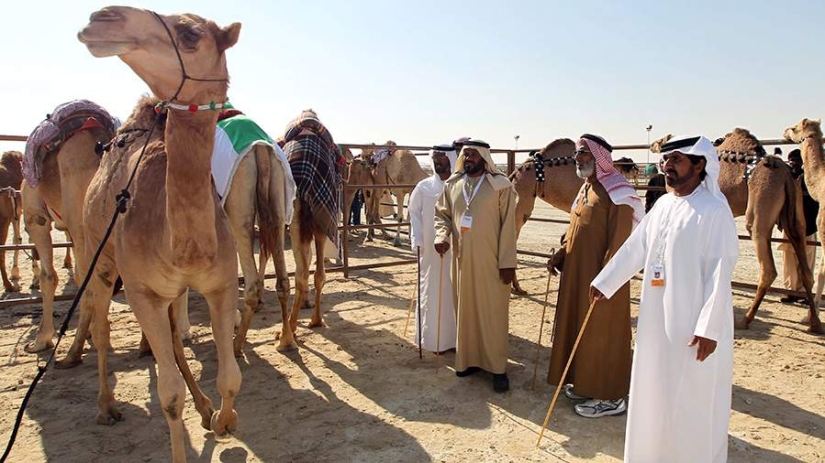 En Arabia Saudita, los camellos en un concurso de belleza fueron descalificados debido al botox
