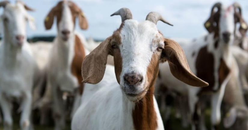 En China, comenzaron a luchar contra el incesto entre cabras usando una red neuronal