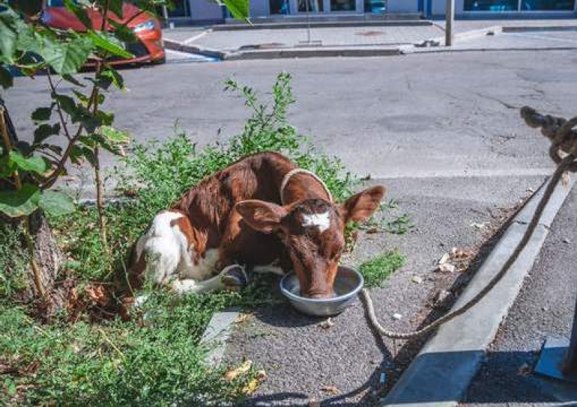 En Dnipro, un huésped de los Estados Unidos mantuvo un ternero y un cerdo en un apartamento alquilado En Dnipro, un huésped de los Estados Unidos mantuvo un ternero y un cerdo en un apartamento alquilado