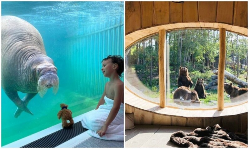 En el Belga zoológico abrió habitaciones con vistas a los animales salvajes