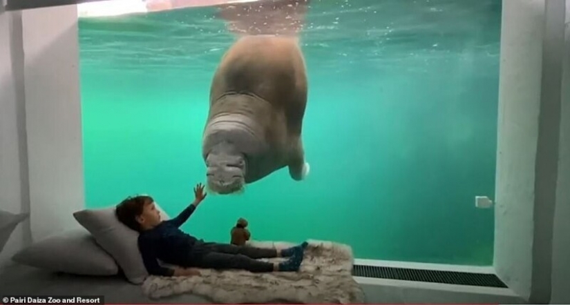 En el Belga zoológico abrió habitaciones con vistas a los animales salvajes