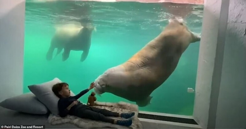 En el Belga zoológico abrió habitaciones con vistas a los animales salvajes
