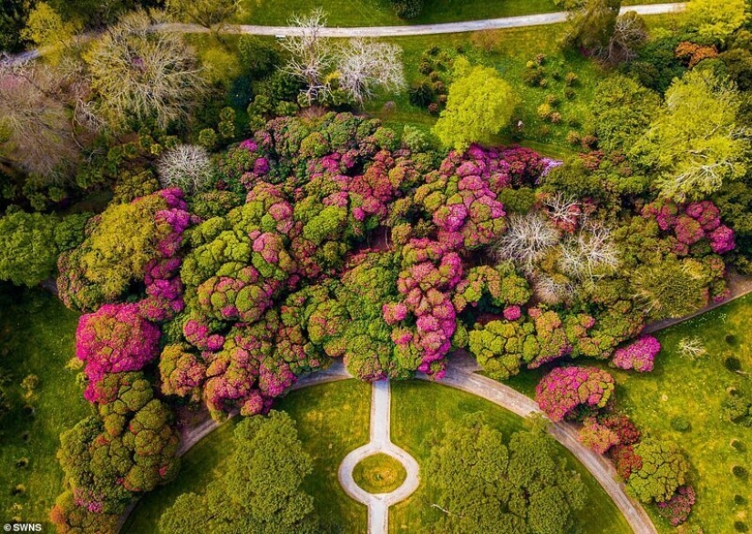 En gran Bretaña, los rododendros bloom y es increíblemente hermoso