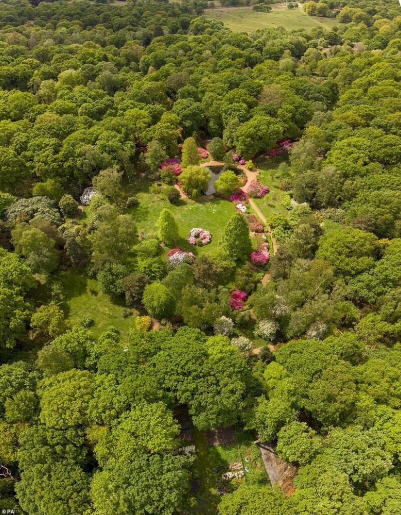 En gran Bretaña, los rododendros bloom y es increíblemente hermoso