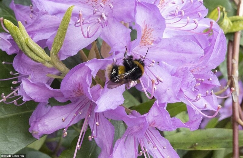 En gran Bretaña, los rododendros bloom y es increíblemente hermoso
