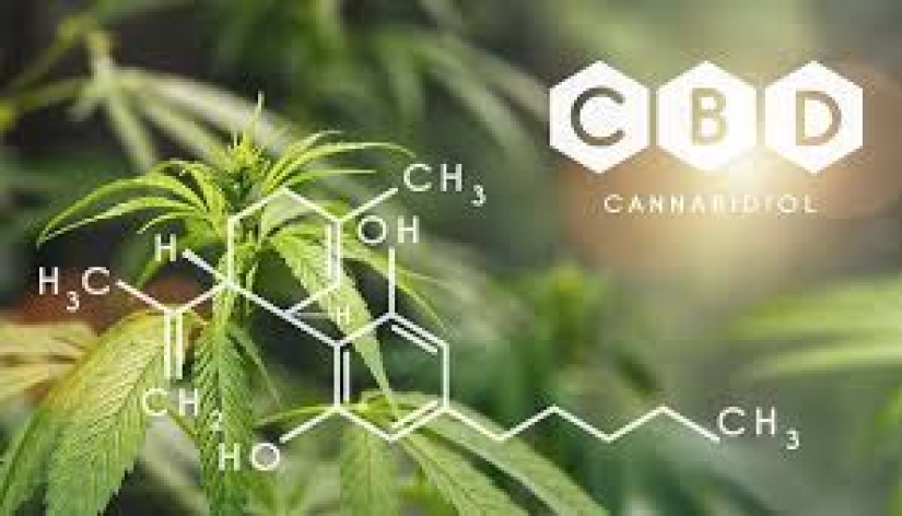 En Polonia, los elefantes serán tratados para el estrés con marihuana, pero el efecto tendrá que esperar mucho tiempo En Polonia, los elefantes serán tratados para el estrés con marihuana, pero el efecto tendrá que esperar mucho tiempo