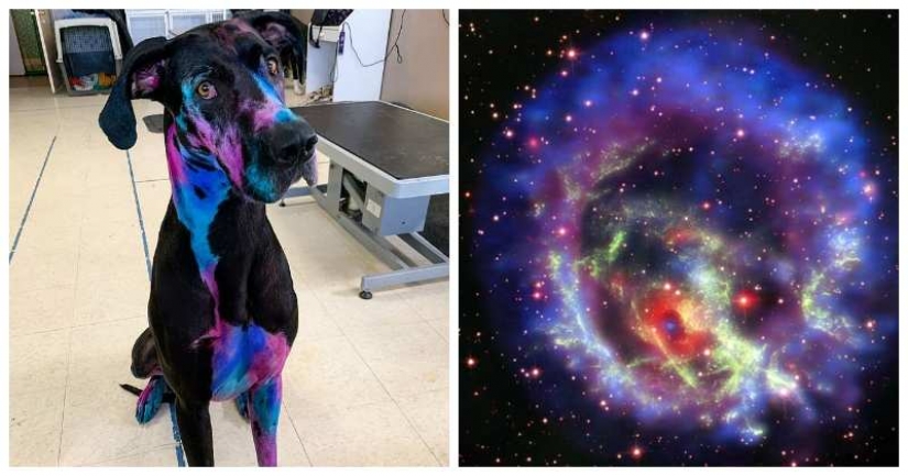 Etérea belleza: una chica de la pintura de mi perro para que él ve como una galaxia Etérea belleza: una chica de la pintura de mi perro para que él ve como una galaxia