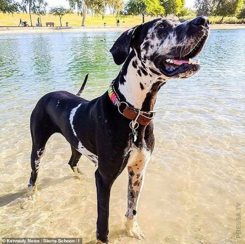 Etérea belleza: una chica de la pintura de mi perro para que él ve como una galaxia Etérea belleza: una chica de la pintura de mi perro para que él ve como una galaxia