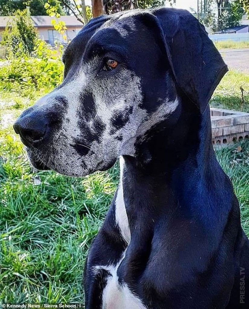 Etérea belleza: una chica de la pintura de mi perro para que él ve como una galaxia Etérea belleza: una chica de la pintura de mi perro para que él ve como una galaxia