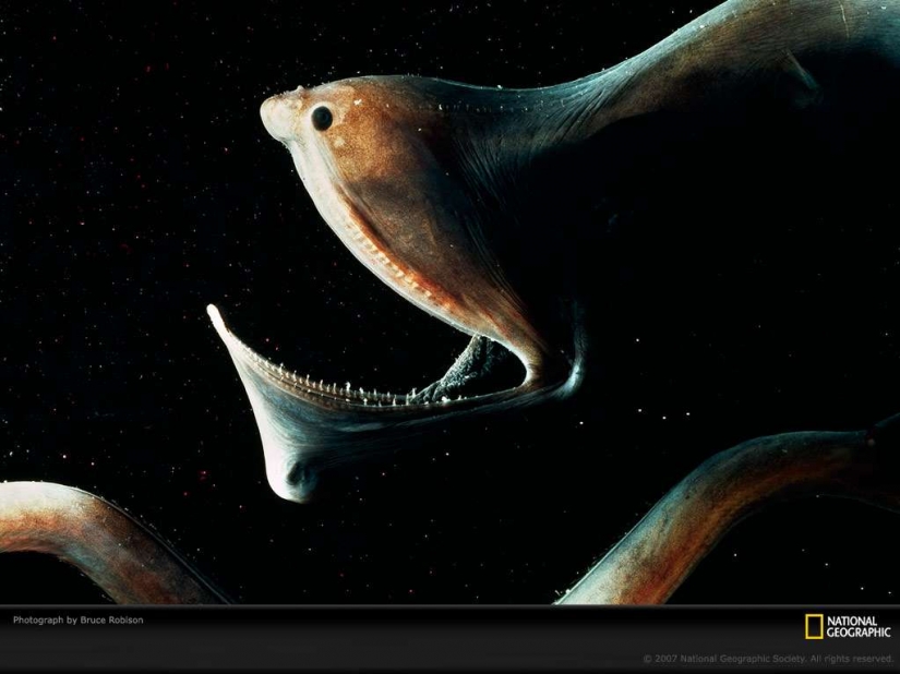 Evil slips under the water. The most terrible sea creatures