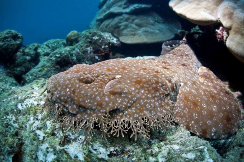 Evil slips under the water. The most terrible sea creatures