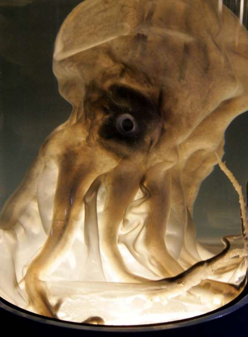 Evil slips under the water. The most terrible sea creatures